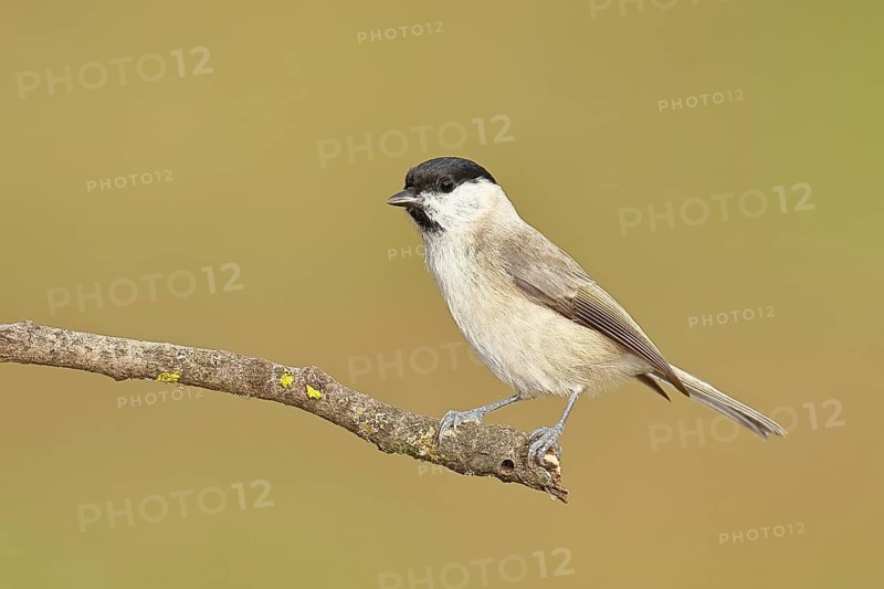 Willow Tit (Parus montanus), Willow Tit (Parus montanus) sitting on a branch overgrown with moss, Wildlife, Animals, Birds, Wilnsdorf, North Rhine-Westphalia, Germany