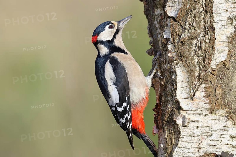 Great spotted woodpecker (Dendrocopus major), male, foraging on the trunk of a common birch (Betula pendula), wildlife, woodpeckers, nature photography, autumn, Wilnsdorf, North Rhine-Westphalia, Germany