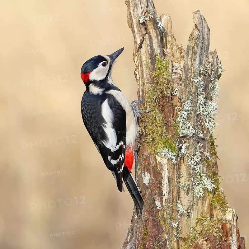 Great spotted woodpecker (Dendrocopos major), male, foraging on a tree stump overgrown with moss and lichen in the forest, Wilnsdorf, North Rhine-Westphalia, Germany