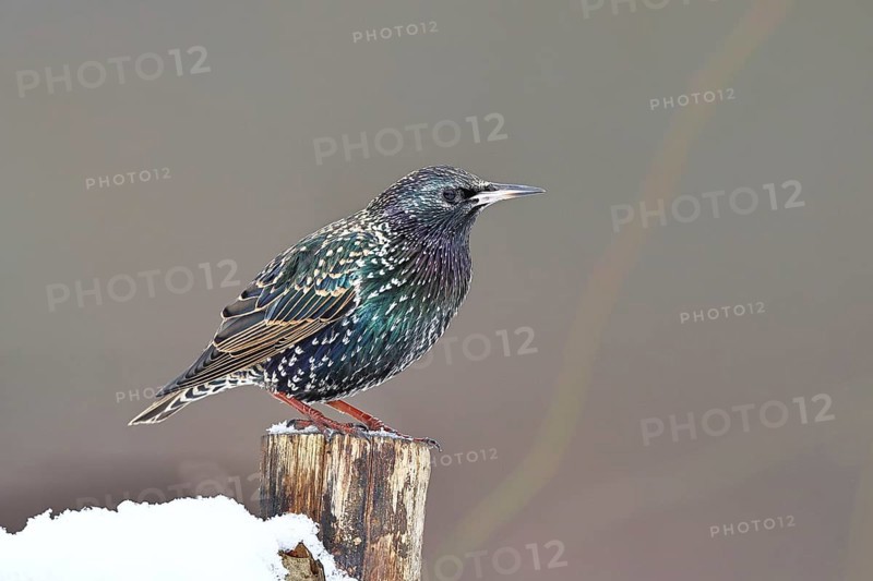 Starling (Sturnus vulgaris) adult bird in spotted winter plumage, sitting on a fence post, Wilnsdorf, North Rhine-Westphalia, Germany