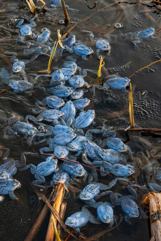Blue moor frog (Rana arvalis) mating in the moor, Goldenstedter Moor, Lower Saxony, Germany