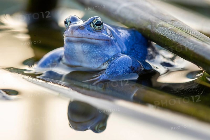 Blue moor frog (Rana arvalis) mating in the moor, Goldenstedter Moor, Lower Saxony, Germany