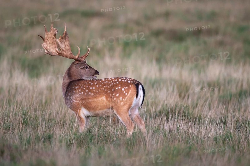 Fallow deer (dama dama), Klamptenborg, Copenhagen, Denmark