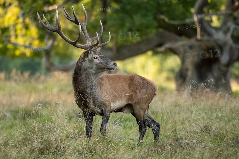 Red deer (Cervus elaphus) with heavy antlers in rut, Klamptenborg, Copenhagen, Denmark