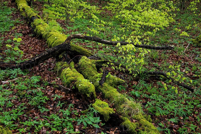 Old beech forest with dead wood in Jasmund National Park on Rügen, Sassnitz, Rügen, Mecklenburg-Western Pomerania, Germany