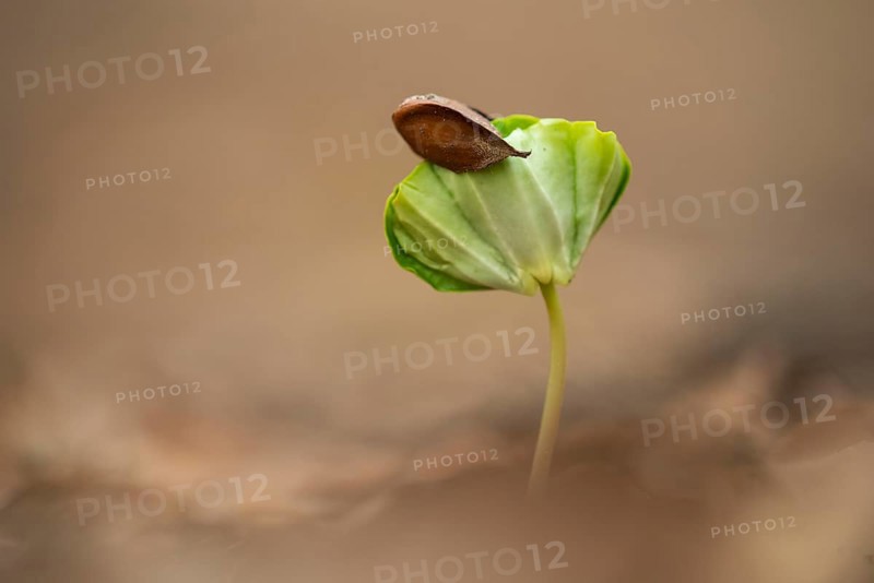 Beech seedling on forest floor in Jasmund National Park, Sassnitz, Rügen, Mecklenburg-Western Pomerania, Germany