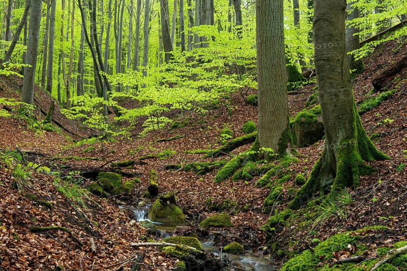 Kiel stream in Jasmund National Park on Rügen, Sassnitz, Rügen, Mecklenburg-Western Pomerania, Germany