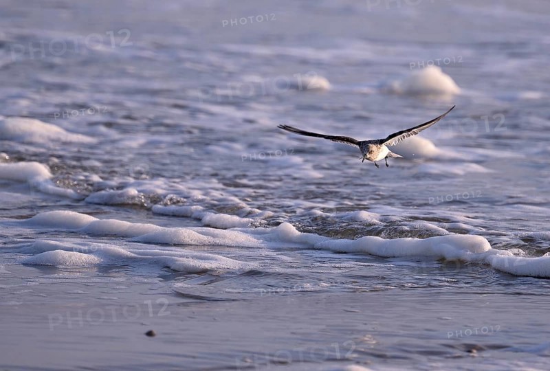 Sanderling (Calidris alba) flying on the beach, Texel, North Holland, Netherlands