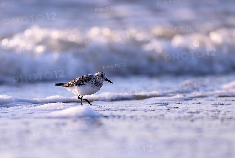 Sanderling (Calidris alba) on the beach with waves, Texel, North Holland, Netherlands