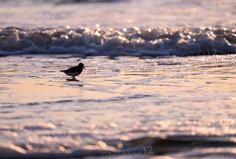 Sanderling (Calidris alba) standing in shallow water against the light, Texel, North Holland, Netherlands