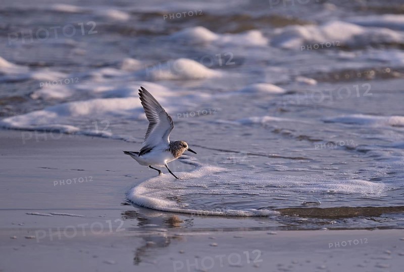 Sanderling (Calidris alba) landing in a wave, Texel, North Holland, Netherlands