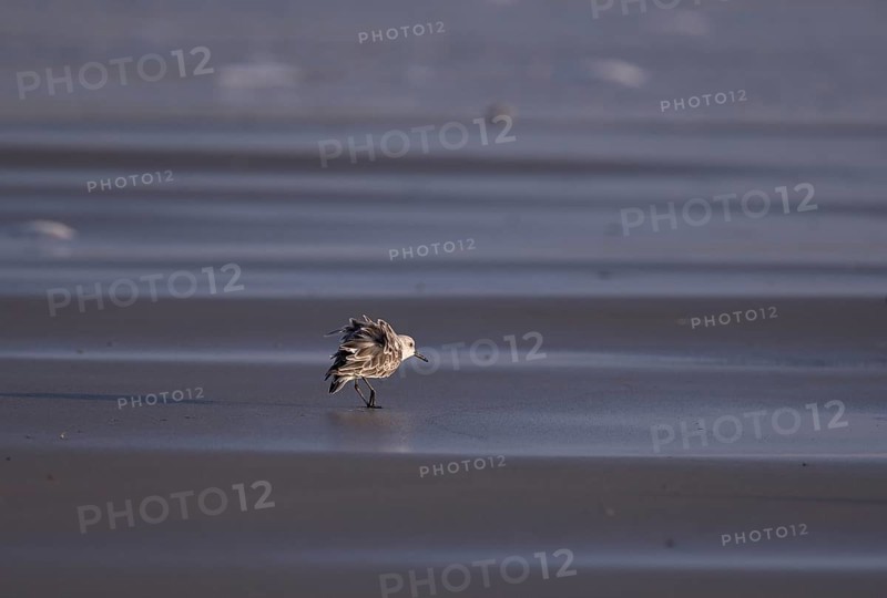 Sanderling (Calidris alba), Texel, North Holland, Netherlands
