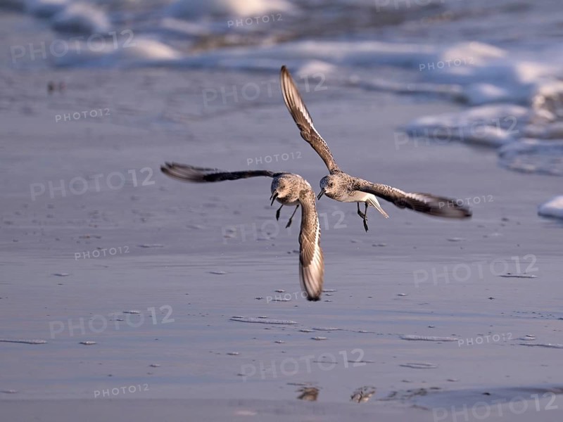 Sanderlings (Calidris alba) flying on the beach, Texel, North Holland, Netherlands