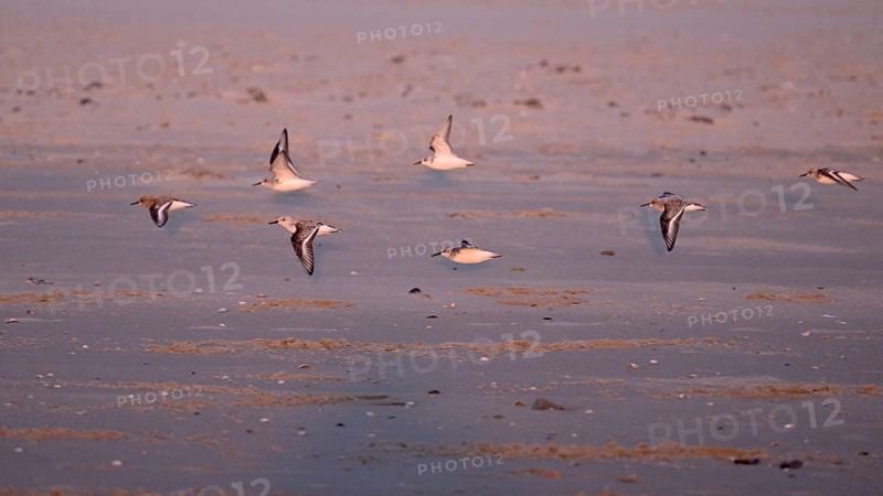 Flying sanderlings (Calidris alba) on the beach in the evening light, Texel, North Holland, Netherlands