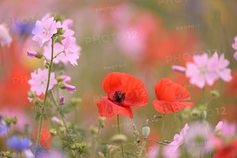 Species-rich colourful flowering meadow with musk mallow (Malva moschata) and poppy (Papaver rhoeas), Lower Rhine, North Rhine-Westphalia, Germany