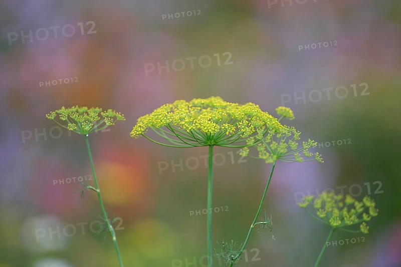 Dill (Anethum graveolens), Lower Rhine, North Rhine-Westphalia, Germany
