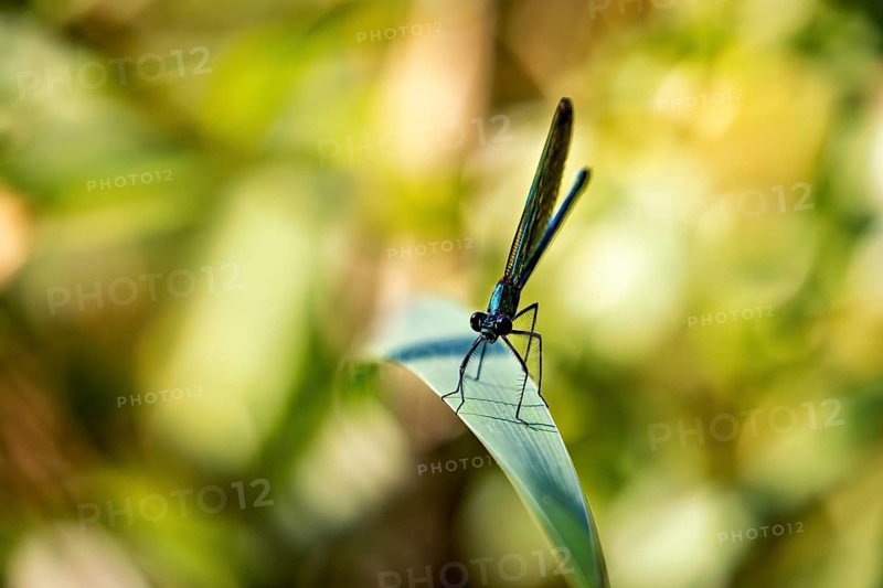 Dragonfly on a leaf in a sunny, blurred environment emphasising green colours, Banded demoiselle on a reed stem in Germany (Calopteryx splendens)
