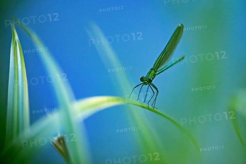 Close-up view of a dragonfly on a blade of grass, blue and green tones dominate the scene, The Banded demoiselle on a blade of reeds in Germany (Calopteryx splendens)