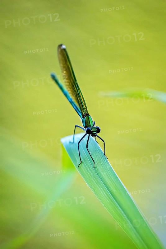 Dragonfly sitting on the tip of a leaf, yellow-green background creates a calm atmosphere, Banded demoiselle on a reed stem in Germany (Calopteryx splendens)