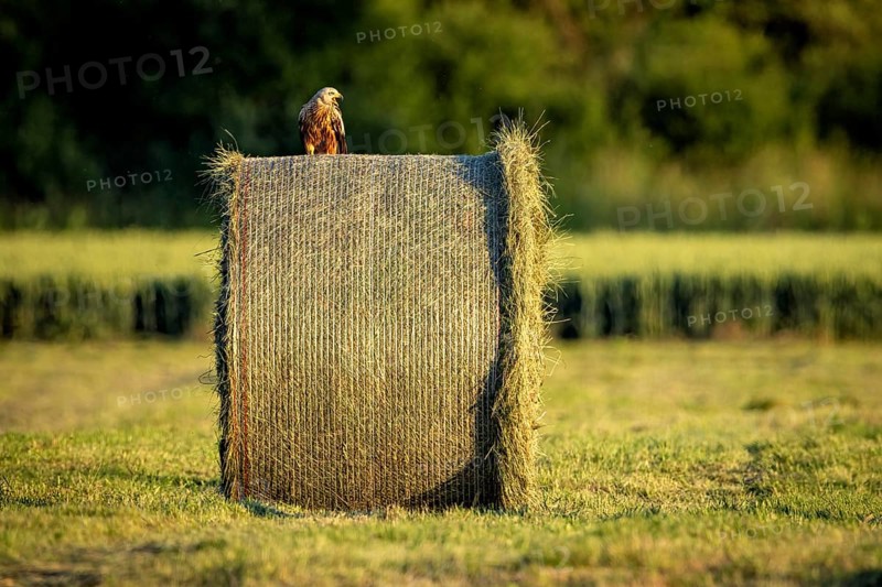 A bird rests on a round hay bale in a field and the landscape is drenched in evening light, A red kite on a hay bale in Germany (Milvus milvus)