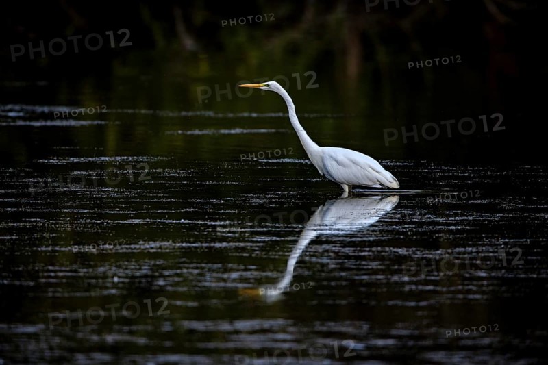 A heron pauses in the still water, its elegant reflection visible at dusk, a great egret hunting in a lake in the Obersuhler Rhäden in Germany (Ardea alba)