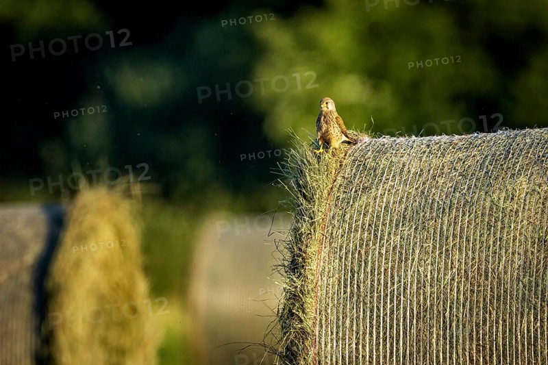 A bird sits quietly on a hay bale in a peaceful rural setting in the evening light, A Common Kestrel on a hay bale in Germany (Falco tinnunculus)