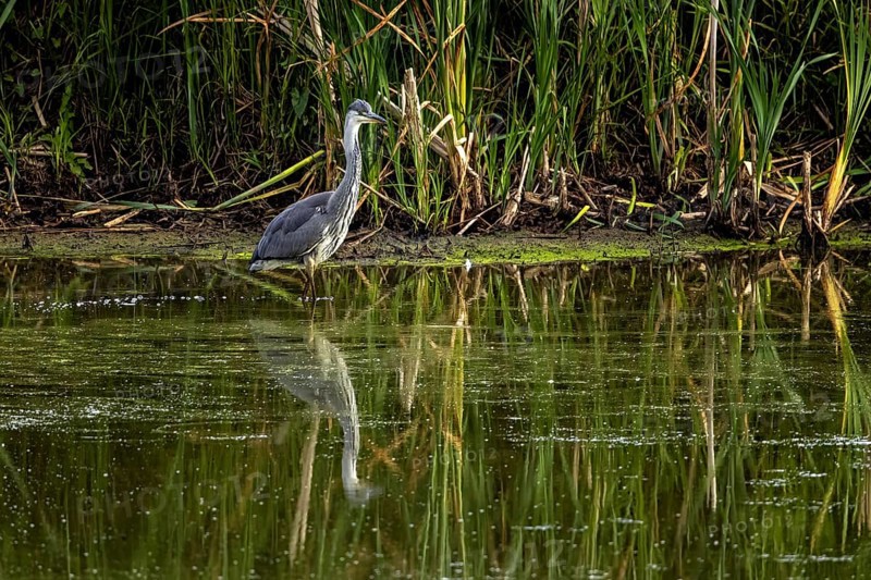 A heron stands in calm water in front of dense reeds with its reflection in the pond, A grey heron hunting in a lake in the Obersuhler Rhäden in Germany (Ardea cinerea)