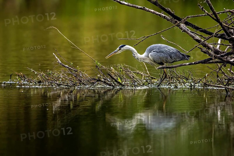 A hunting heron walking over a branch in the water, reflected in the calm river, A grey heron hunting in a lake in the Obersuhler Rhäden in Germany (Ardea cinerea)