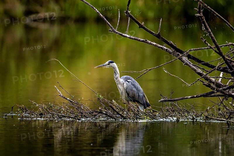 A heron stands on branches in the water, surrounded by green nature and a peaceful atmosphere, A grey heron hunting in a lake in the Obersuhler Rhäden in Germany (Ardea cinerea)