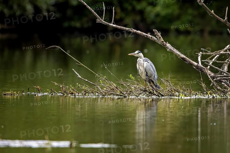 A heron stands on a branch in the water, surrounded by tranquil nature and green surroundings, A grey heron hunting in a lake in the Obersuhler Rhäden in Germany (Ardea cinerea)