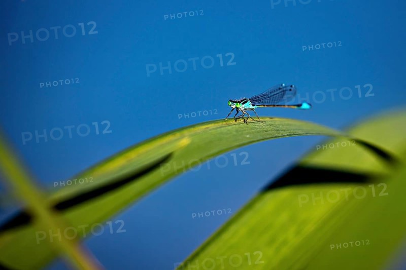 Dragonfly sitting on a curved green leaf against a deep blue background, The Bat Damselfly on a reed stem in Germany (Coenagrion pulchellum)