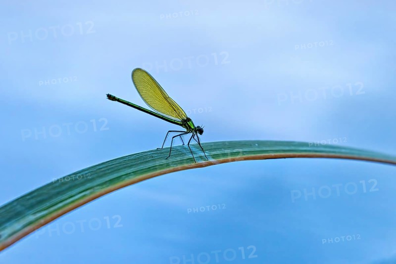 Dragonfly on a leaf in front of a blue background. The focus is on the bright green dragonfly, the Banded demoiselle on a reed stem in Germany (Calopteryx splendens)