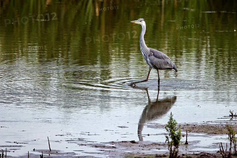 A heron walks through shallow water, its reflection visible, surrounded by nature, A grey heron hunting in a lake in the Obersuhler Rhäden in Germany (Ardea cinerea)