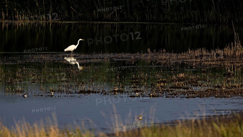 A white egret stands in the calm waters of a marsh surrounded by reeds at dusk, A great white egret hunting in a lake in the Obersuhler Rhäden in Germany (Ardea alba)
