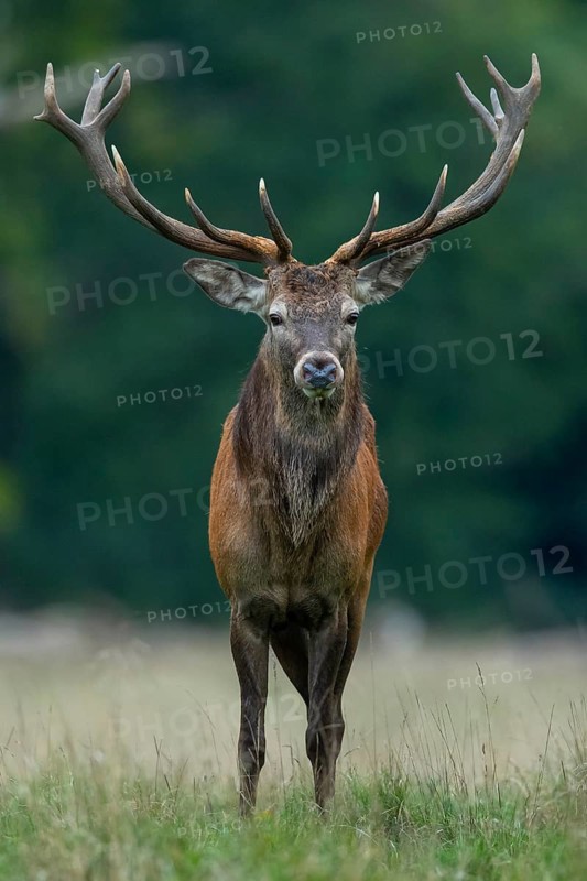 Red deer (Cervus elaphus) in rut, Klamptenborg, Copenhagen, Denmark