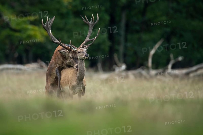 Red deer (Cervus elaphus) in rut, mating, copulation, Klamptenborg, Copenhagen, Denmark