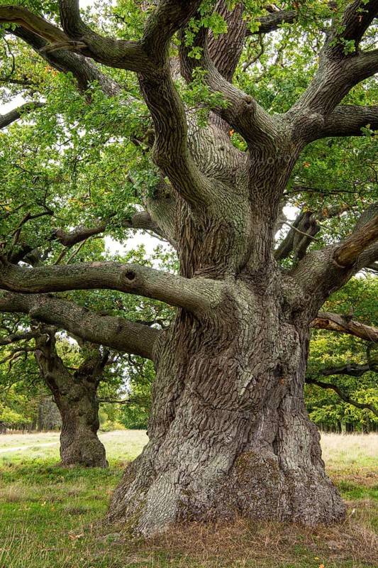 Old oak (Quercus), tree, Klamptenborg, Copenhagen, Denmark