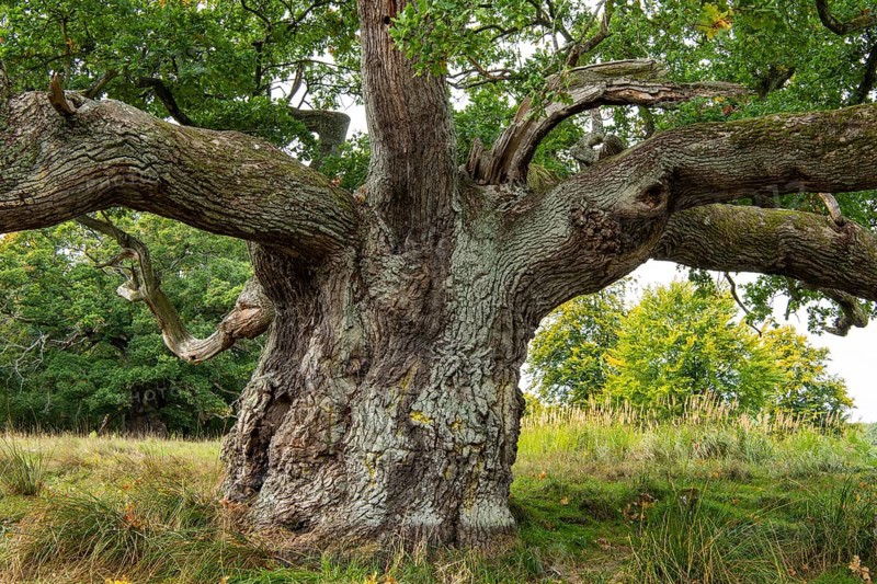 Old oak (Quercus), tree, Klamptenborg, Copenhagen, Denmark