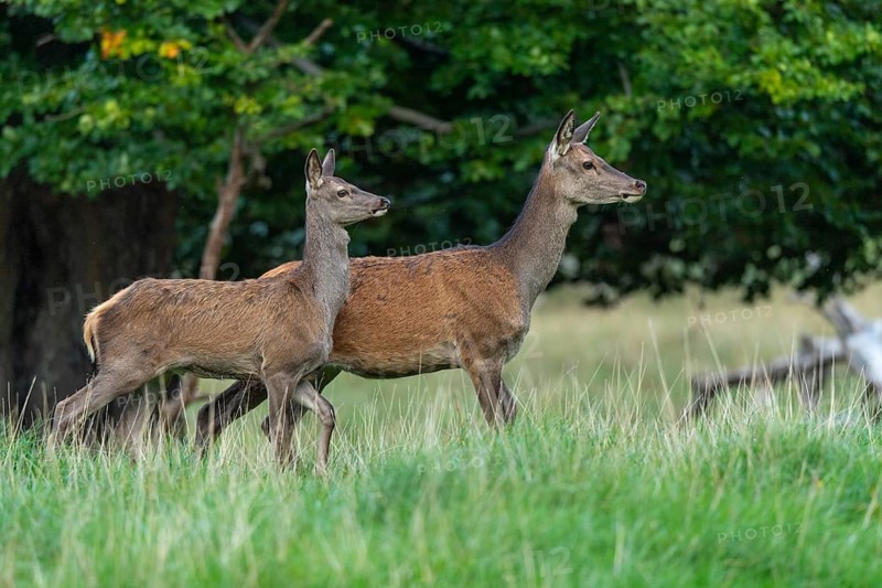 Red deer (Cervus elaphus), calf and doe, Klamptenborg, Copenhagen, Denmark