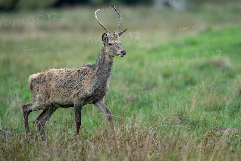 Red deer (Cervus elaphus) in rut, spar, Klamptenborg, Copenhagen, Denmark