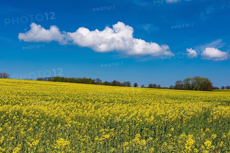 Rape field with blue sky and clouds, Rügen, Bergen, Mecklenburg-Western Pomerania, Germany