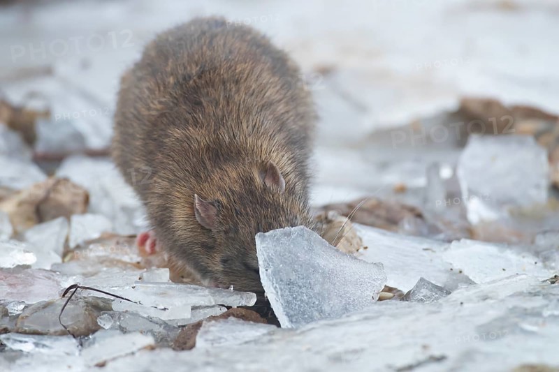 Brown rat (Rattus norvegicus) adult rodent animal searching for food under the ice of a frozen lake in winter, England, United Kingdom
