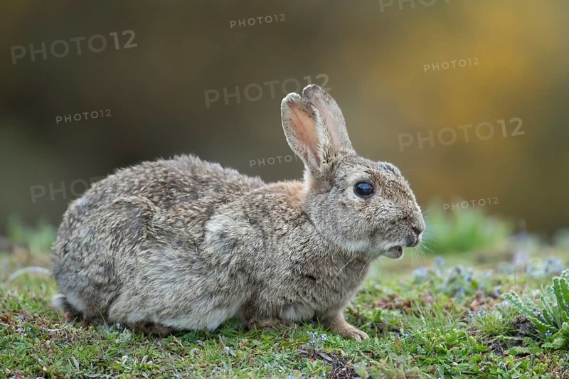 Rabbit (Oryctolagus cuniculus) adult animal in grassland, England, United Kingdom