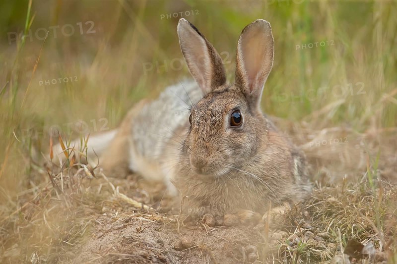 Rabbit (Oryctolagus cuniculus) adult animal relaxing in grassland, England, United Kingdom
