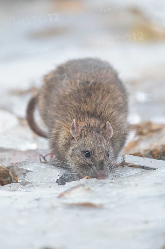 Brown rat (Rattus norvegicus) adult rodent animal searching for food in winter, England, United Kingdom