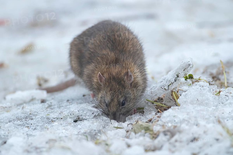 Brown rat (Rattus norvegicus) adult rodent animal searching for food on ice in winter, England, United Kingdom