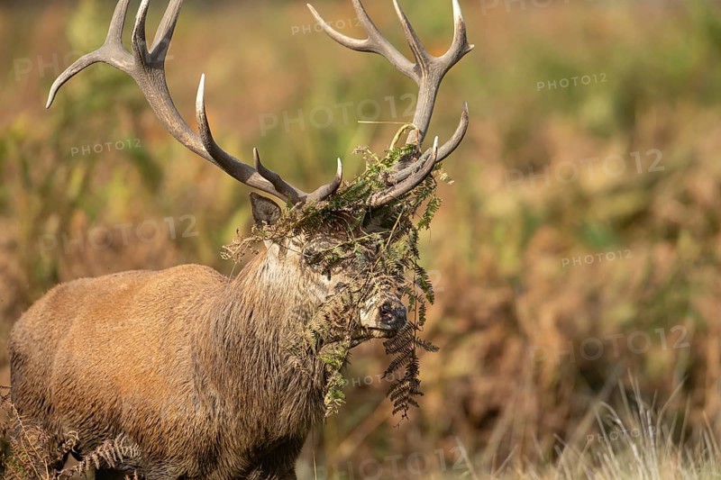 Red deer (Cervus elaphus) adult male stag animal with bracken on its head during the rutting season in autumn, England, United Kingdom