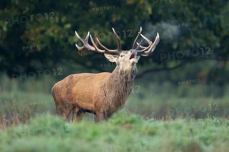 Red deer (Cervus elaphus) adult male stag animal roaring with its mouth open during the annual rut in autumn, England, United Kingdom