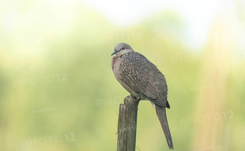 A Spotted dove or eastern spotted dove (Spilopelia chinensis), Sreepur, Gazipur, Bangladesh