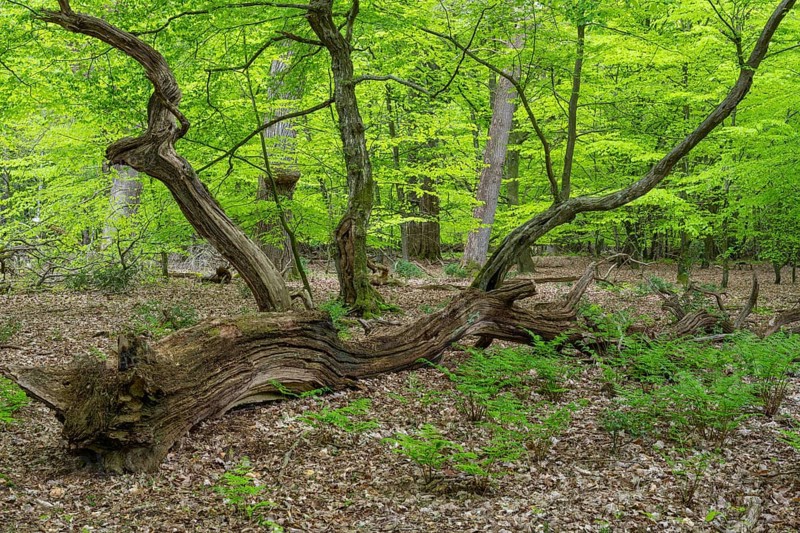 Spring in the Baumweg jungle, Emstek, Lower Saxony, Germany